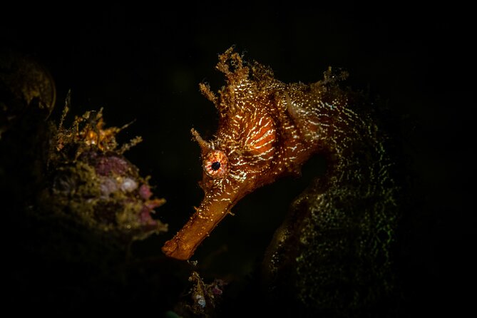 2 Dives in the Cabo Marine Park - Neptune’s Finger and the Sand Falls