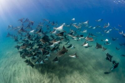 2 Dives in the Cabo Marine Park