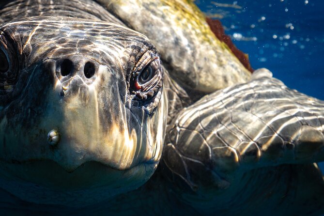 2 Dives in the Cabo Marine Park - Guides Who Keep the Day Calm