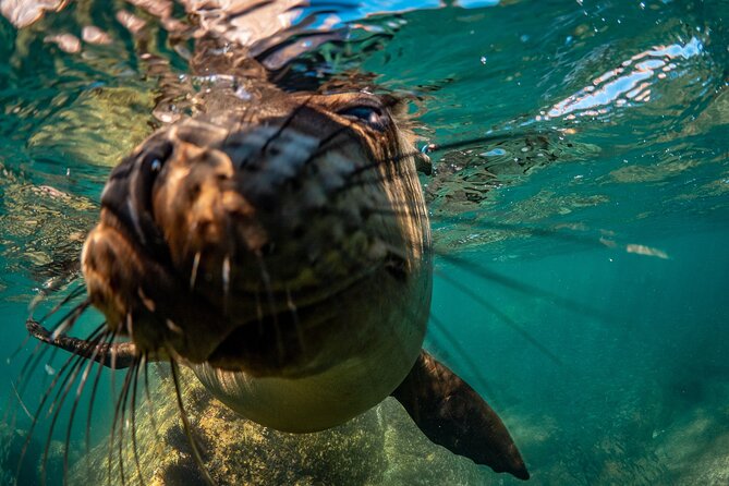 2 Dives in the Cabo Marine Park - What Is Included, and What You Still Need