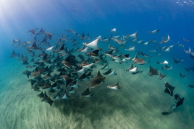 2 Dives in the Cabo Marine Park - Pelican Rock and the Marine Life Below