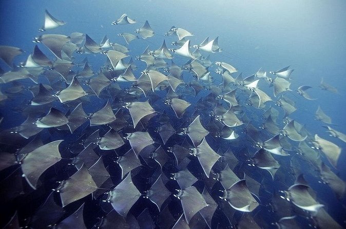 2 Tank Dive - Certified Divers (Santa Maria Bay & Chileno Bay) - Chileno Bay, Whale’s Head, Gavilanes, and Blow Hole