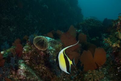 2 Tank Dive – Certified Divers (Santa Maria Bay & Chileno Bay)
