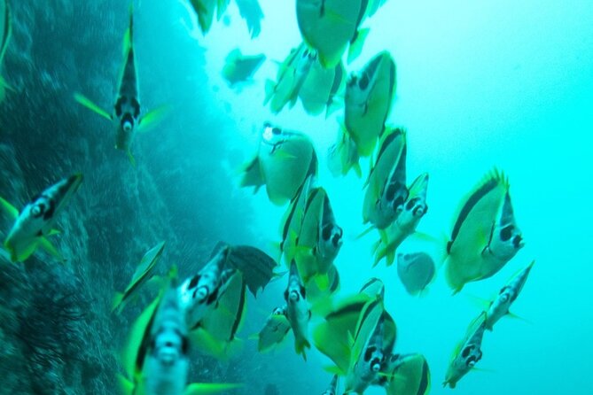 2 Tank Dive - Certified Divers (Santa Maria Bay & Chileno Bay) - Weather, visibility, and the site change question