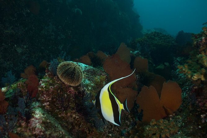 2 Tank Dive - Certified Divers (Santa Maria Bay & Chileno Bay) - Santa Maria Bay and the Cabo Corridor