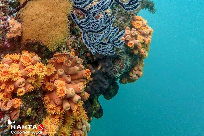 2-Tank Scuba Dive in Cabo San Lucas Reserve for Certified Divers - A sightseeing break with the Arch and Lovers Beach