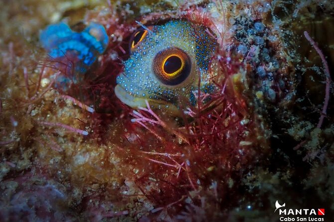 2-Tank Scuba Dive in Cabo San Lucas Reserve for Certified Divers - How the guides shape the experience