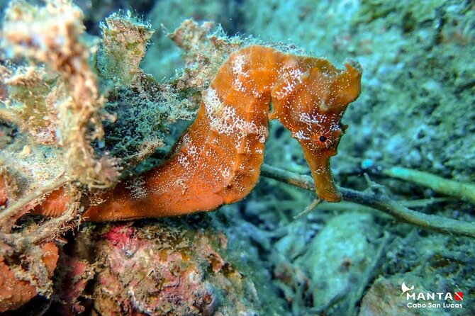 2-Tank Scuba Dive in Cabo San Lucas Reserve for Certified Divers - Is the $138 price good value?