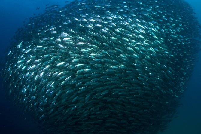 2-Tank Scuba Dive in Cabo San Lucas Reserve for Certified Divers - What can disappoint you