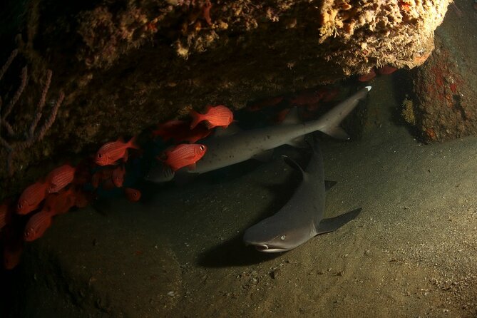 2-Tank Scuba Dive in Cabo San Lucas Reserve for Certified Divers - Who should book this experience