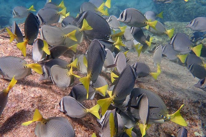 2-Tank Scuba in Marine Reserve and Corridor for Certified Divers - Why this Cabo scuba trip is different