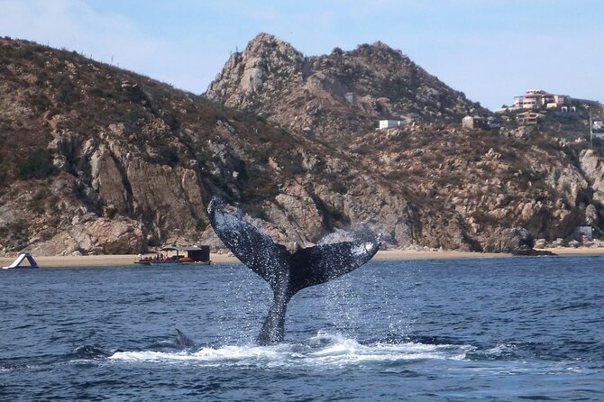 2-Tank Scuba in Marine Reserve and Corridor for Certified Divers - Cabo’s Marine Reserve brings the famous sights