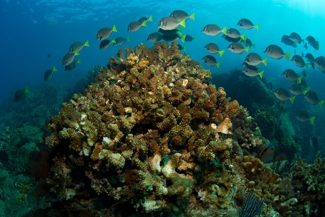 2-Tank Scuba in Marine Reserve and Corridor for Certified Divers - What the guides add to the morning
