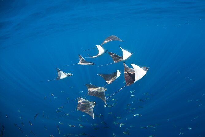 2-Tank Scuba in Marine Reserve and Corridor for Certified Divers - The Nautical Corridor offers a quieter first session