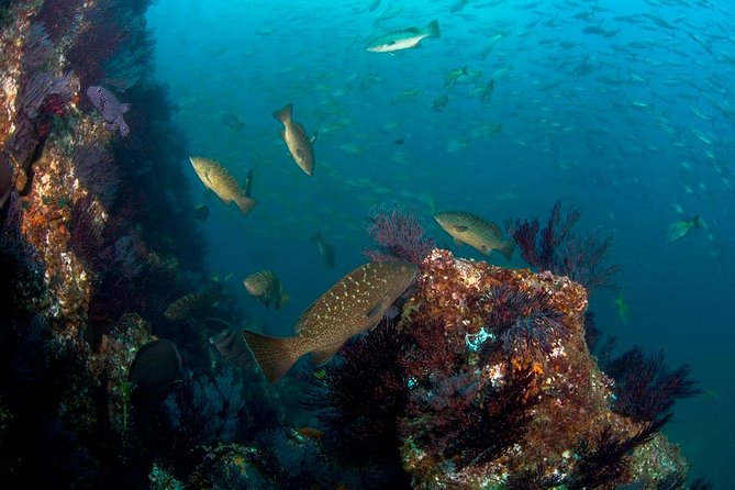3-Tank Scuba in Marine Reserve and Corridor for Certified Divers - Starting at Manta Scuba Diving in the marina