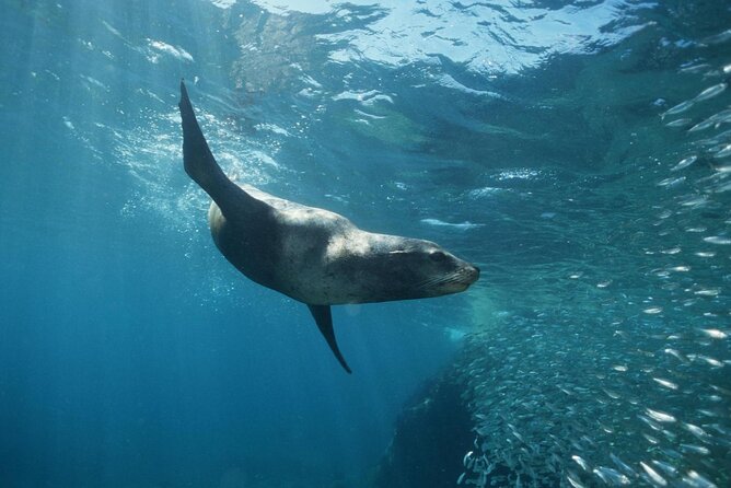 3-Tank Scuba in Marine Reserve and Corridor for Certified Divers - The Corridor, whales, and open-water variety