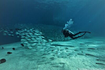 3-Tank Scuba in Marine Reserve and Corridor for Certified Divers