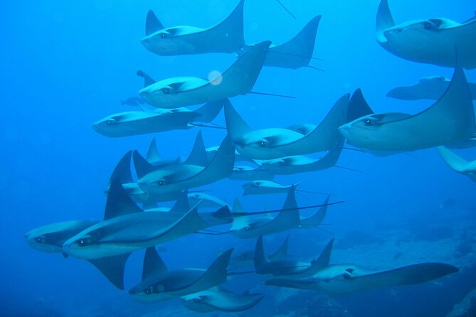 3-Tank Scuba in Marine Reserve and Corridor for Certified Divers - Guides, safety, and the feel of the boat