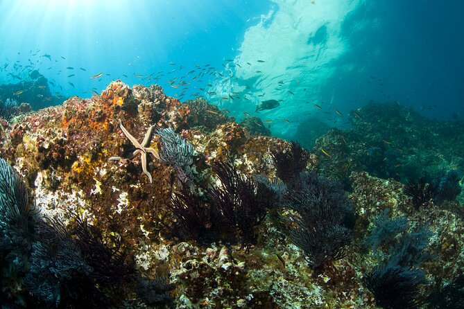 3-Tank Scuba in Marine Reserve and Corridor for Certified Divers - Price, equipment, and what you really pay