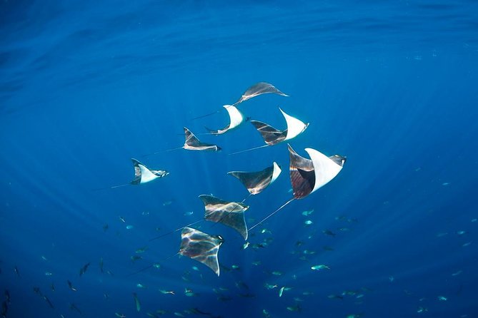 3-Tank Scuba in Marine Reserve and Corridor for Certified Divers - Who should book this six-hour outing