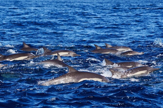 4-Hour Snorkeling Tour in Cabo San Lucas and Corridor - What the Included Price Really Covers