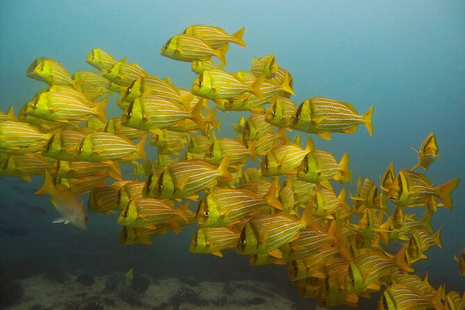 4-Hour Snorkeling Tour in Cabo San Lucas and Corridor - The Arch and Sea Lions in the First 10 Minutes