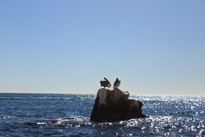 45 Minute Transparent Boat Ride to the Arch of Cabo San Lucas - Looking Through the Boat at Pelican Rock