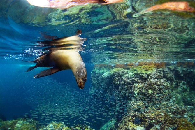 All-Inclusive catamaran Espiritu Santo Island Tour from Los Cabos - Five hours for beaches, snorkeling, and water sports