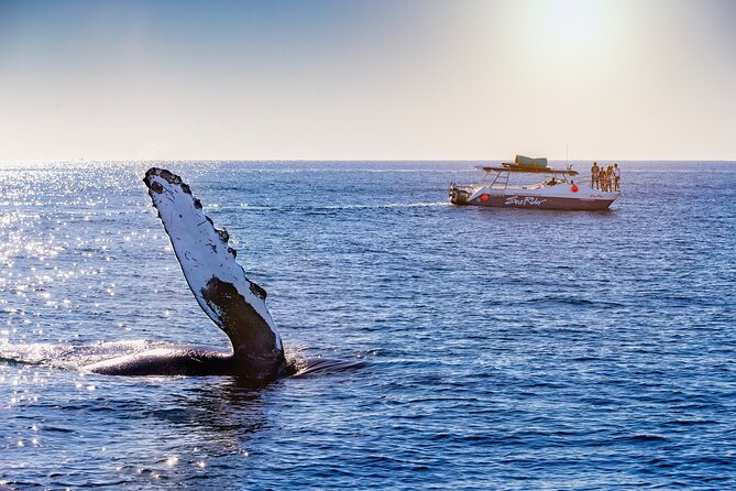 Bay Trip and the Arch of Cabo San Lucas - Why this short Cabo boat trip works