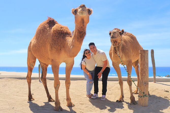 Beach, ATV, and Camel Ride Combo Tour - Two Cabo worlds in four hours