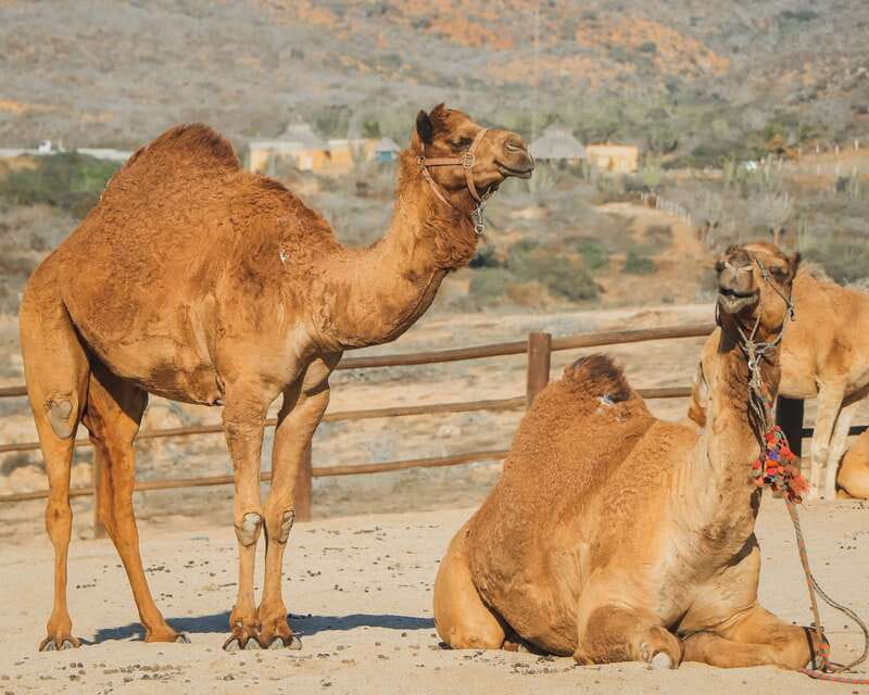 Beach Camel Ride & Encounter in Cabo by Cactus tours park - Meeting the camels before riding