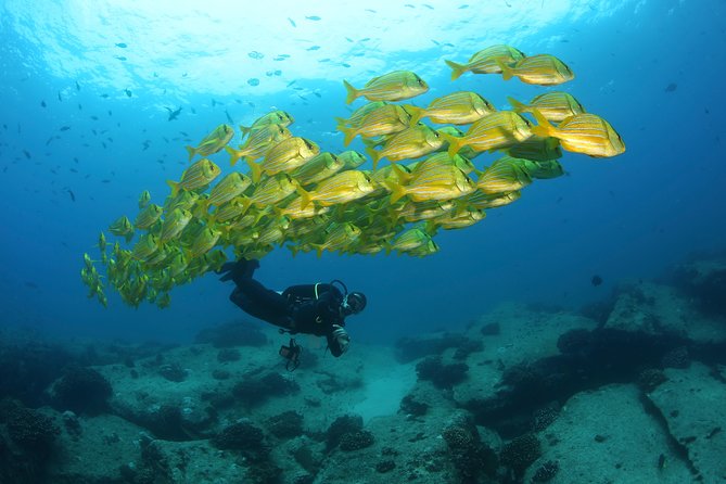 Beginner Scuba Diving in Cabo San Lucas - A gentle introduction to Cabo scuba