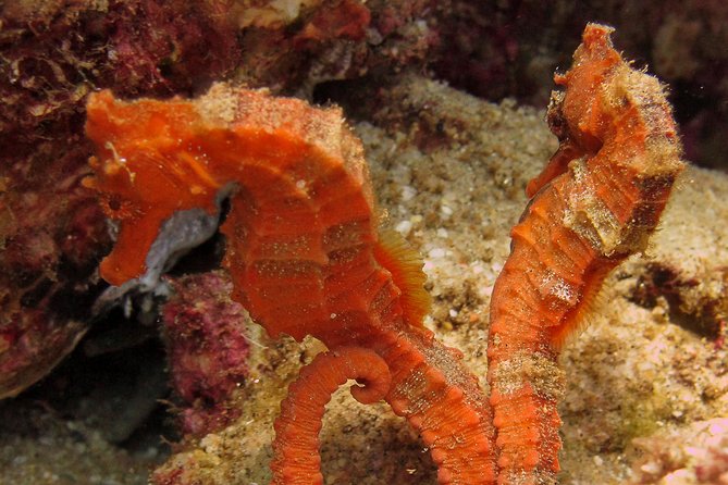 Beginner Scuba Diving in Cabo San Lucas - The Manta Scuba Diving meeting point