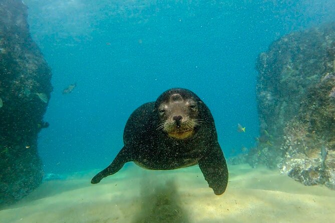 Beginner Scuba Diving in Cabo San Lucas - Who will get the most from this experience