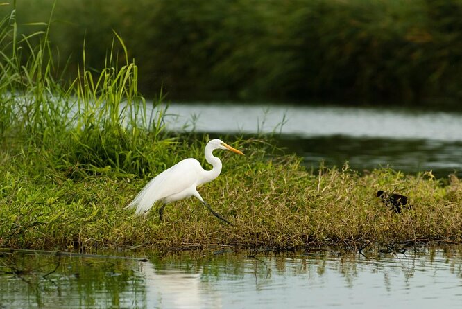 Birding San Jose Estuary Los Cabos Mexico - San Jose Estuary gives the morning its purpose