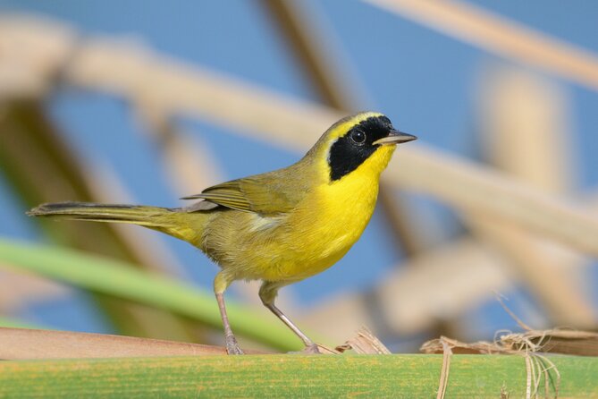 Birding San Jose Estuary Los Cabos Mexico - The small bay boat trip adds a second habitat