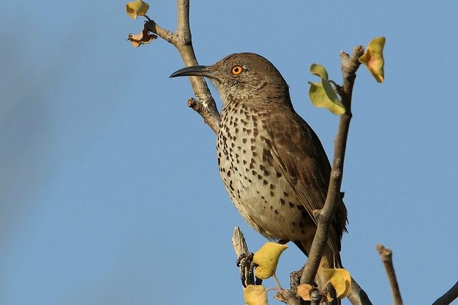 Birding San Jose Estuary Los Cabos Mexico - Who should book this Los Cabos birding tour?