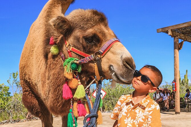 Boat Ride to the Arch and Beach Camel Ride in Cabo San Lucas - Practical tips for making the day easier