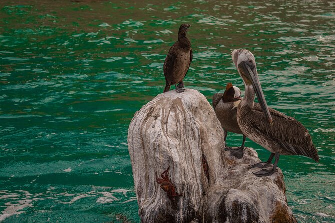 Boat Tour Snorkeling Tour with Guide, Drinks and Fruit - How the guiding affects the experience