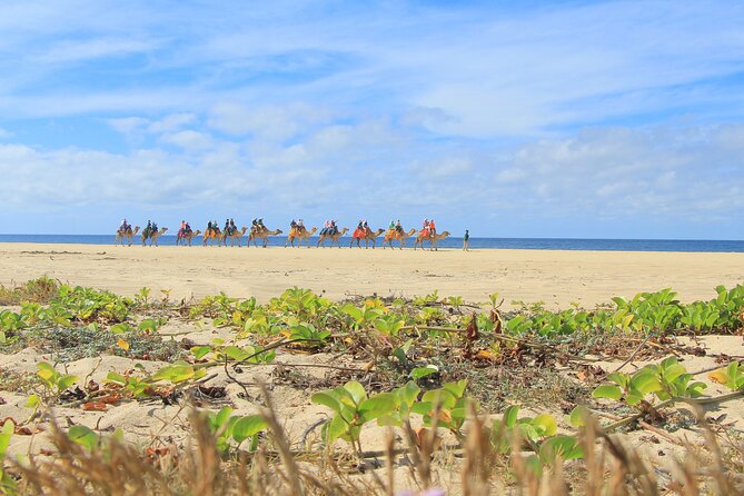 Cabo Adventure: Can-Am X3 Ride & Camel Beach Tour - Group Size, Phone Rules, and the Small Print