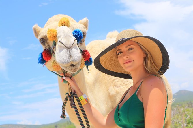 Cabo Beach Camel Ride, Mexican Buffet and Tequila Tasting - Guides make the organized format more enjoyable