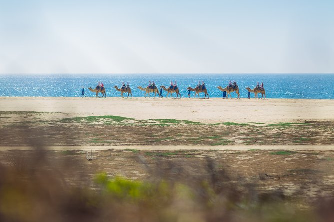 Cabo Beach Camel Ride, Mexican Buffet and Tequila Tasting - Lunch by the water, with a few caveats