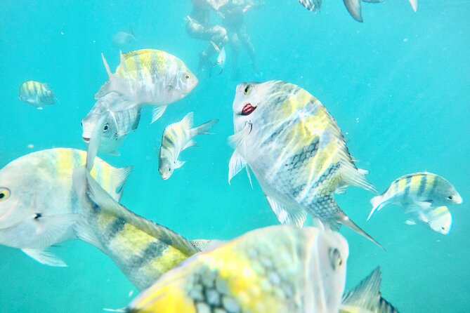 Cabo Blue Snorkeling Cruise, Open Bar and Lunch in Cabo San Lucas - Cabo Blue at a glance