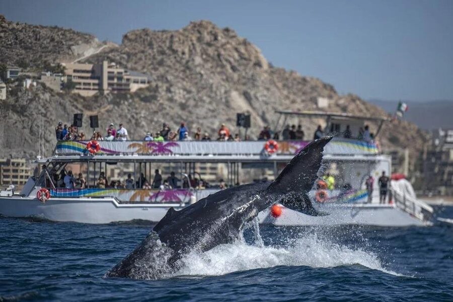Cabo Boat Tour: Drinks, Lunch, Snorkeling, Dancing, and Transport - The ride back turns into a party