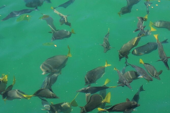 Cabo Catamaran – Snorkeling Tour & Coastal Views - Who should book this Cabo catamaran trip?