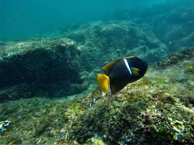 Cabo: Hidden Beach Day with Snorkeling in the Sea of Cortez - Snorkeling in the Sea of Cortez