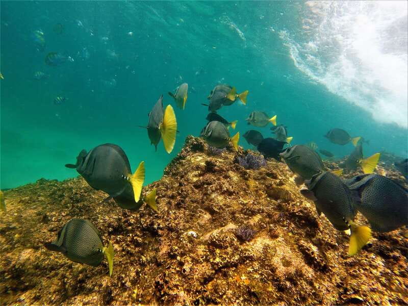 Cabo: Hidden Beach Day with Snorkeling in the Sea of Cortez - Who should book this beach experience?