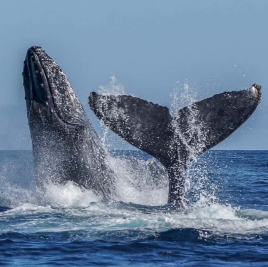 Cabo: Private Yacht Tour, Water Activities, Lunch & Drinks - What the Three-Hour Schedule Really Allows