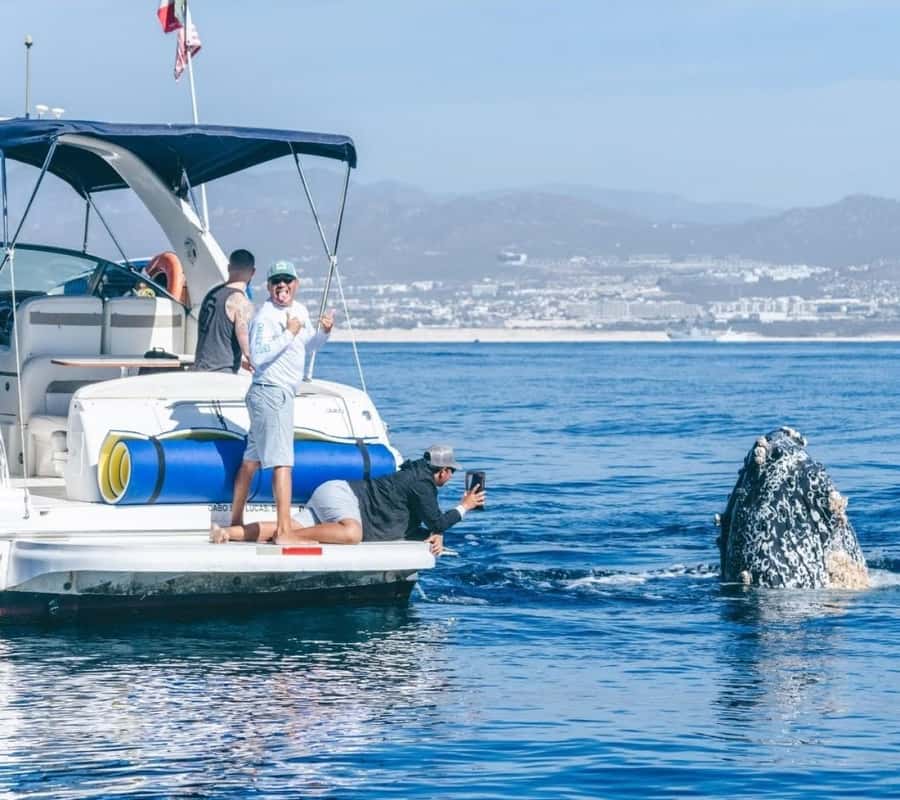 Cabo: Private Yacht Tour, Water Activities, Lunch & Drinks - Should You Book It?
