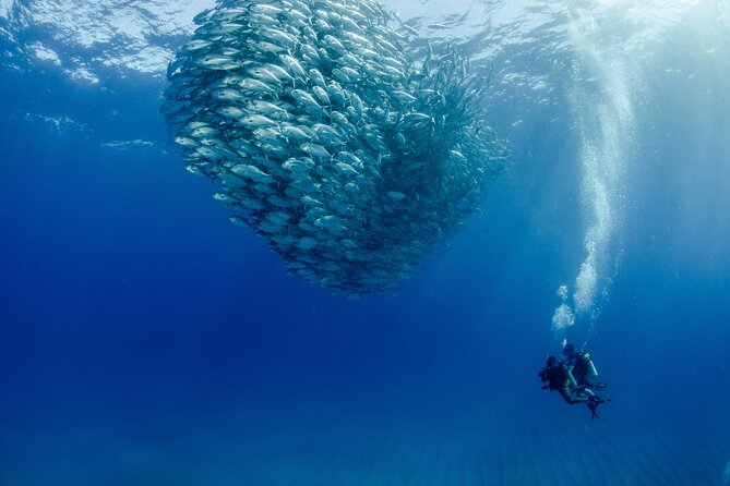 Cabo Pulmo 2 Tank Certified Dive with Lunch - Key points to know before booking